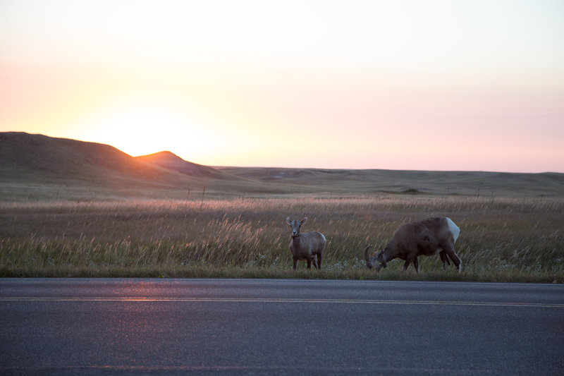 A sheep and their mother eat breakfast