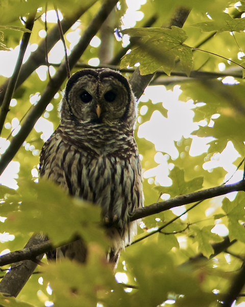 Wildlife is a bit hidden on Taylor Mountain, but beautiful when you find it