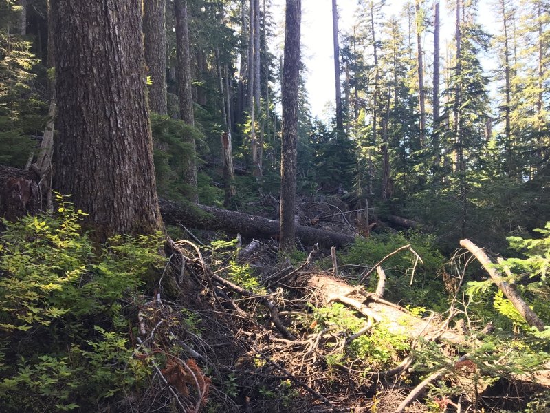 Huge section of blow downs obscuring the Kaleetan Lake Trail about 0.5 miles after Windy Lake (as of 9/25/2018).