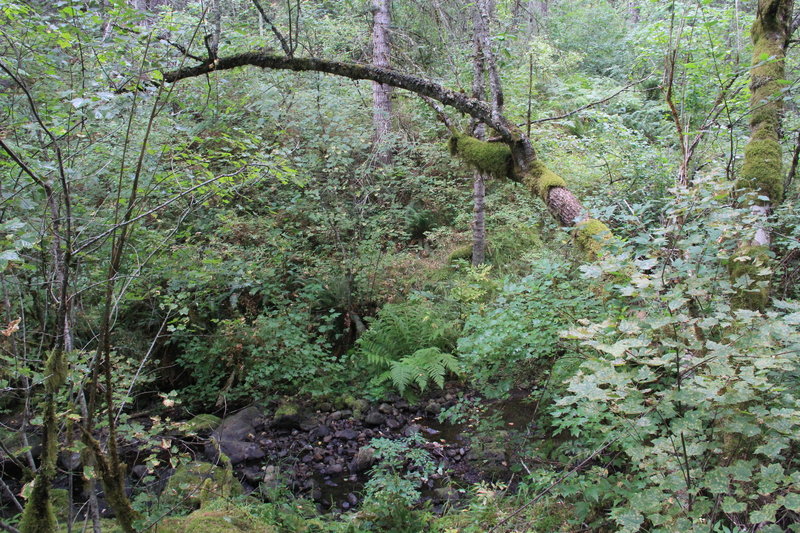 View of forest floor and creek along the trail.