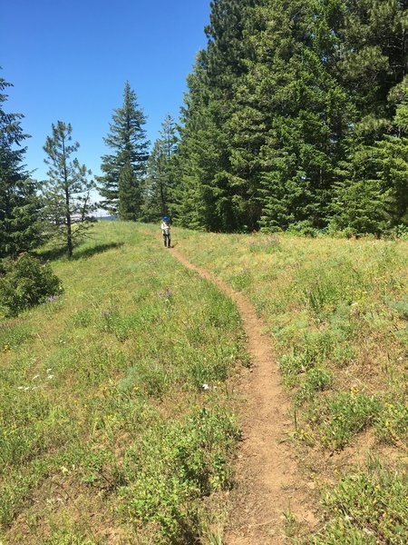 Tiger Ridge Trail above the treeline.