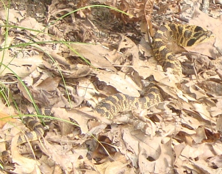 Eastern Hognose Snake aka "puff adder" crossing the trail in the fall. When confronted, the hognose snake will suck in air; spread the skin around its head and neck, hiss, and lunge pretending to strike. Despite the show, hognose snakes almost never bite.