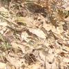 Eastern Hognose Snake aka "puff adder" crossing the trail in the fall. When confronted, the hognose snake will suck in air; spread the skin around its head and neck, hiss, and lunge pretending to strike. Despite the show, hognose snakes almost never bite.