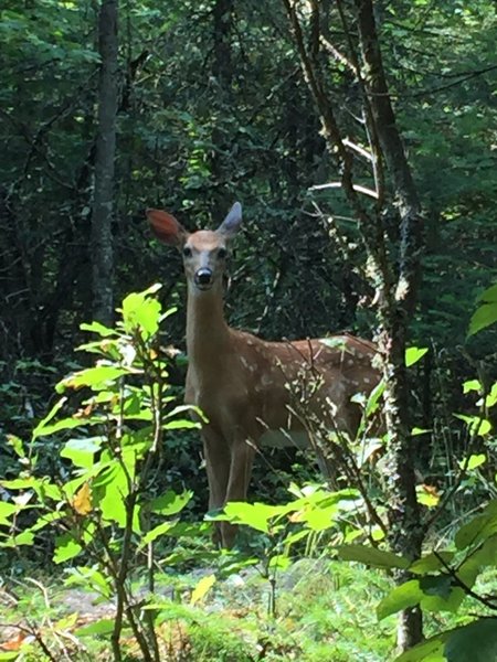 Fawn on the trail.