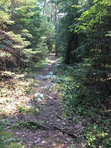 Typical trail.