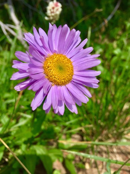 Stunning wildflowers at camp near Devil Thumb Lake 08/07/18