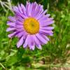 Stunning wildflowers at camp near Devil Thumb Lake 08/07/18