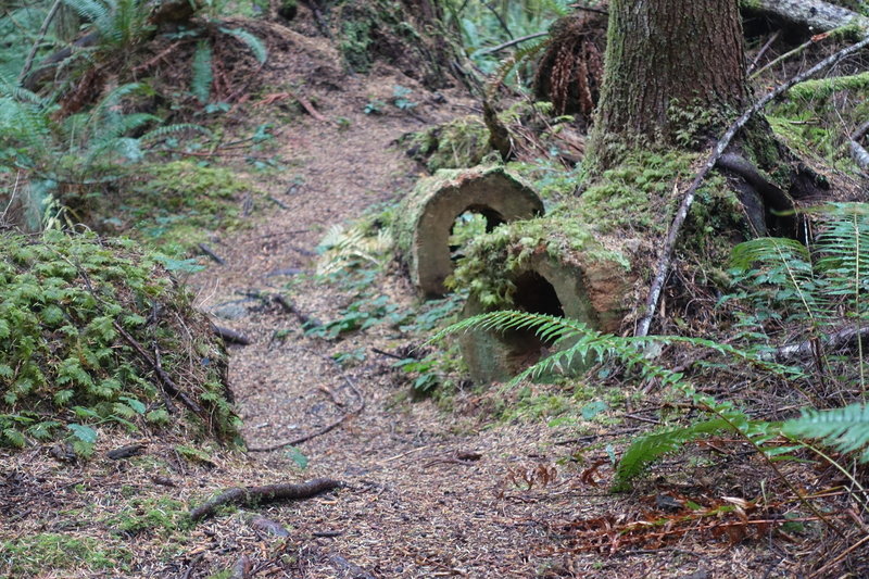 Soft forest trail covered in ferns and moss