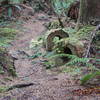 Soft forest trail covered in ferns and moss