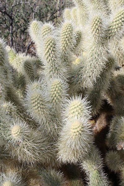 I found out about the spines on these the hard way - not too  painful but took weeks to get them all out of my leg after a brush past.