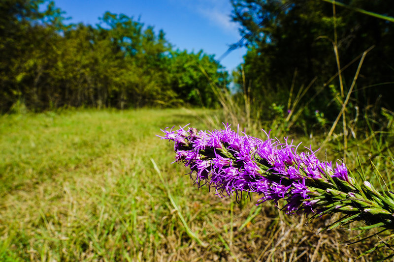 Liatris Spicata (Blazing Star) pepper the trailside with color.