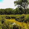 A small creek and wide marshy area provides some nice variation in scenery.