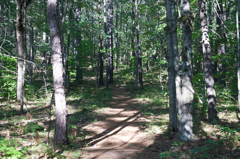 One of the side trails that leads up through the wood and connects back with the main trail.