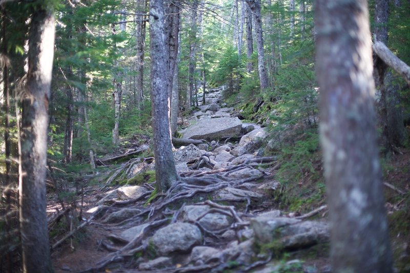 As the trail re-enters the woods, more rocks and roots await.  Take your time through this section to make sure you don't twist an ankle or knee.