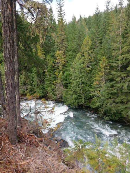 Cheakamus River from the Riverside Trail