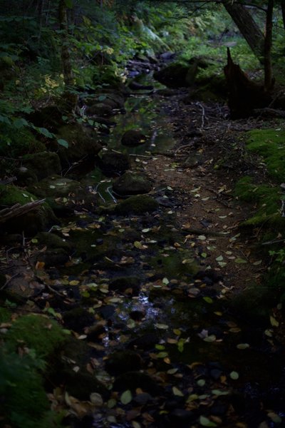 A small creek feeds Shell Pond.  A little bridge crosses the creek at this point.