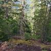 Brief views through the forest of surrounding peaks