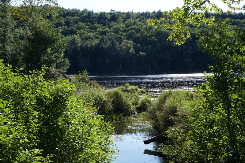 The upper end of Shell Pond as seen from the trail.