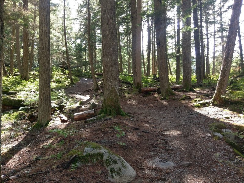 Rolling terrain along the Cheakamus