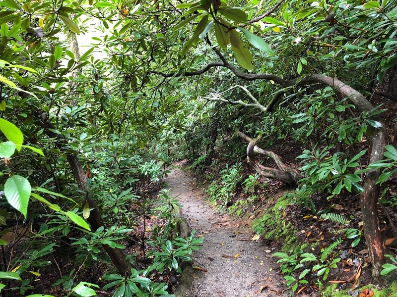 Looking east along the trail