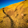 Corduroy Hills trail becomes single trail - climb up any route