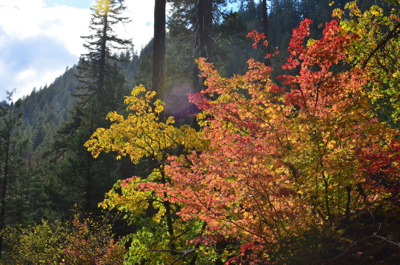 Vine Maple