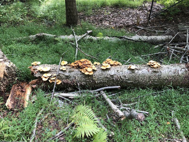 Mushrooms on a log