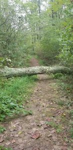 Fallen tree over the path - they were starting to cut apart to clear the path on 9/6/18.