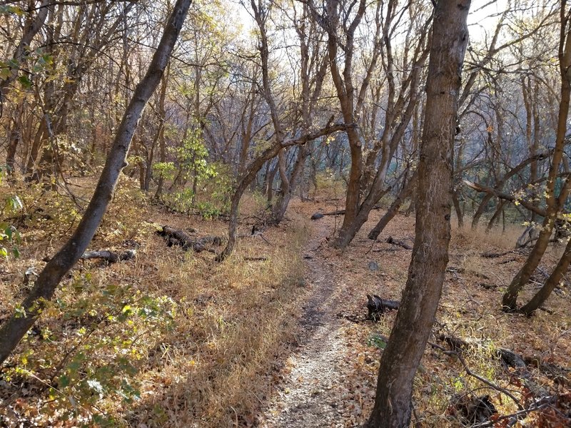 Hiking through Dry Canyon.