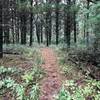 Wooded path to the main paved trail