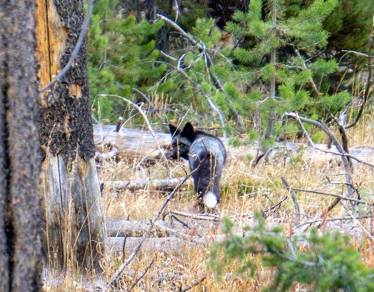 Silver Fox From parking lot