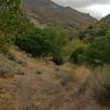 Looking up-canyon from the footpath