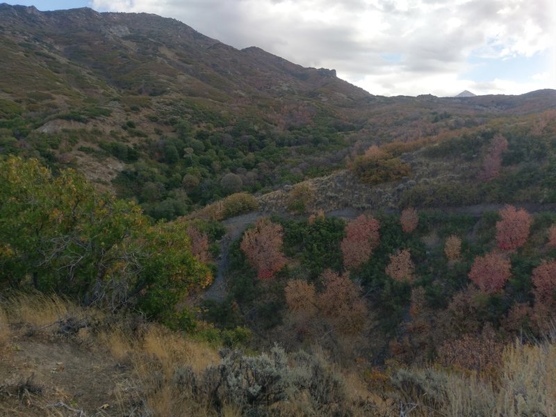 Fall colors in the canyon