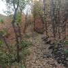 Scrub oaks turning colors in early October