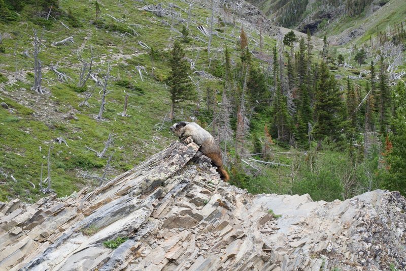 A marmot sits beside the trail checking out the hikers and Big Horn Sheep that were in the area.