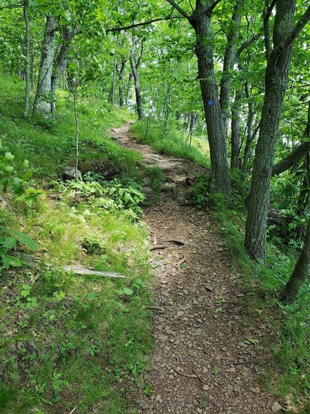 Singletrack trail