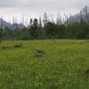 In the spring, the trail passes through a field of wildflowers.