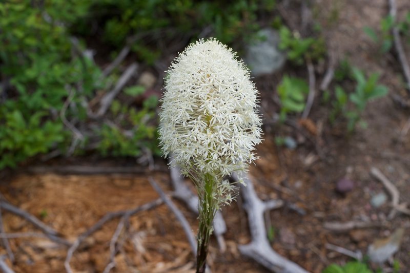 Beargrass grows along the trail.