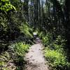 Historic Trail in all its green glory! (Photo taken mid-October)