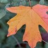 Colors are changing on Cougar Mountain as we settle into Autumn