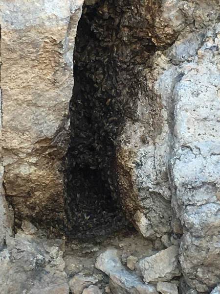 Large nest of Africanized Bees. Encountered while heading up to the Pass Mountain Route. There is no place to run if these guys get mad.