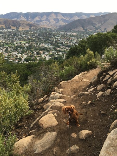 Dog friendly trail with beautiful views of all of San Luis Obispo.