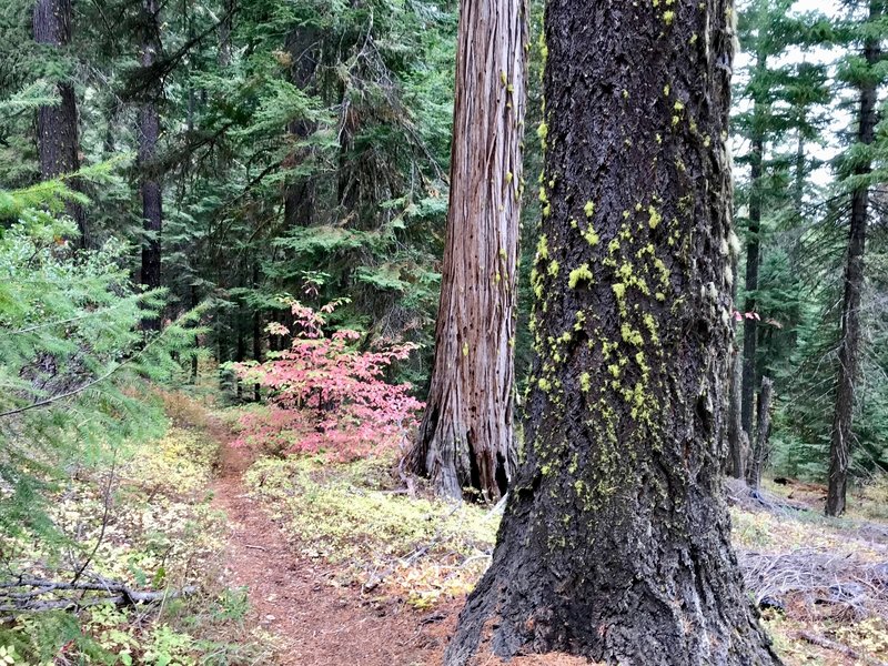 Upper Eastview: simple, pine needle singletrack with interesting tree variety. Subtle beauty and forest tranquility.