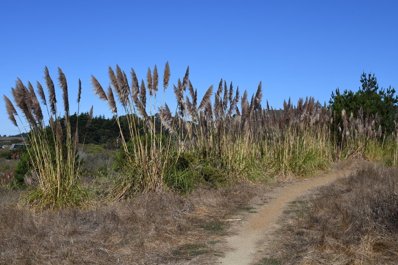 The San Carlos Trail is fairly open.  Cortaderia jubata, a weedy pampas grass, grows along the trail.