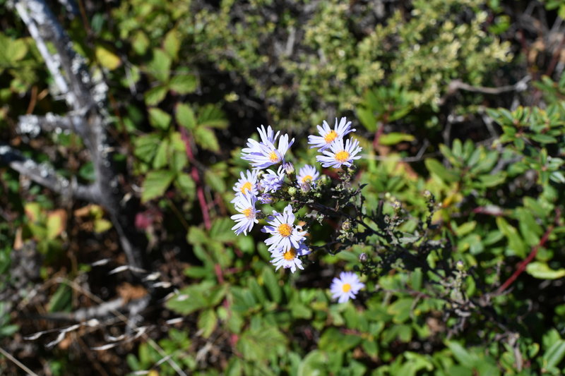 Wildflowers can be seen growing along the trail.