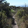 The Clipper Ridge Trail as it descends from the intersection with the French Trail.