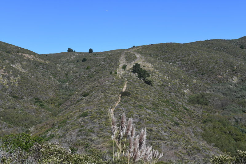 You can see the trail as it climbs the ridge line. You can see the pampas grass corridor on the hillside that you just descended.