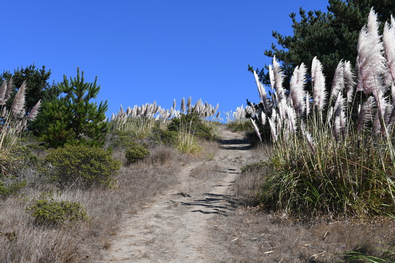 While the trail does flatten out at the top, there is quite a climb to get there. Like most trails in the park, you get a good view of the ocean if you turn around.