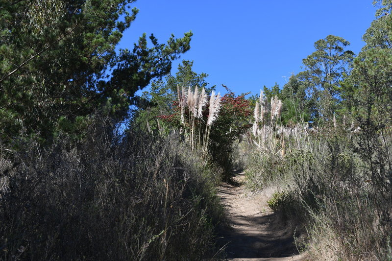 Like all the trails in the area, the Almeria Trail climbs steeply up the hillside. There are some shaded areas to rest as you climb toward better views.