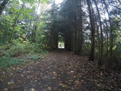 A grove of pines on the trail.